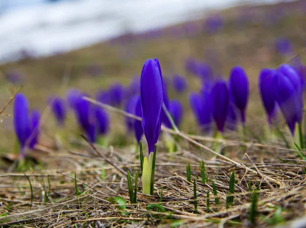 Güzel mavi bitkisi çiçeği portre