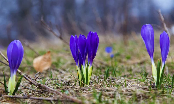 Güzel mavi bitkisi çiçeği portre