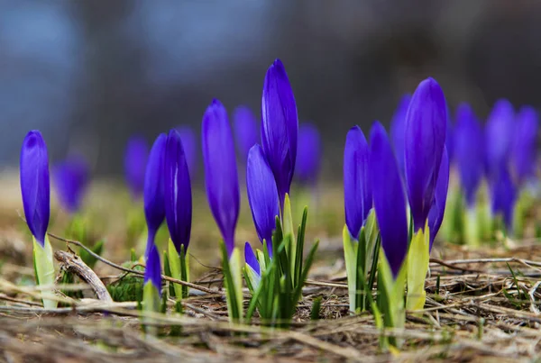 Güzel mavi bitkisi çiçeği portre