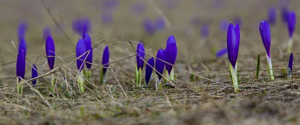 Güzel mavi bitkisi çiçeği portre