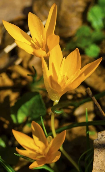 Beautiful Yellow Crocus Closeup — Stock Photo, Image