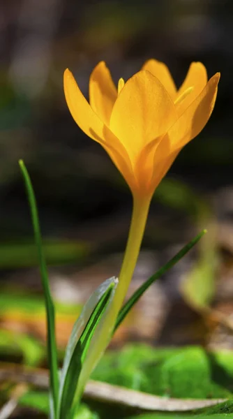 Beautiful Yellow Crocus Closeup — Stock Photo, Image