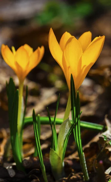 Beautiful Yellow Crocus Closeup — Stock Photo, Image