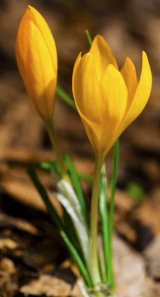 Schöne Gelbe Krokus Nahaufnahme — Stockfoto