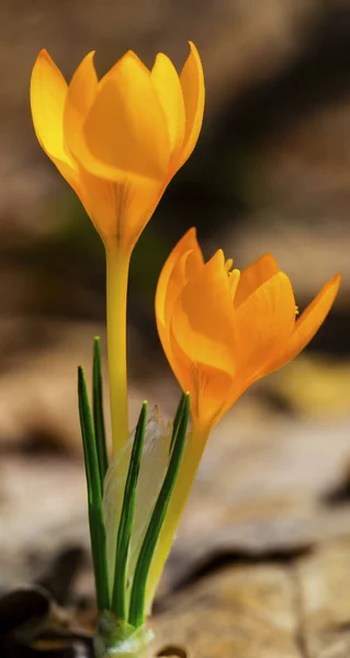 Bellissimo Primo Piano Croco Giallo — Foto Stock