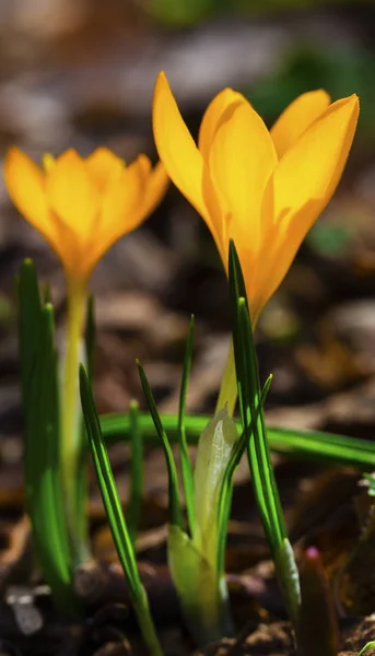 Beautiful Yellow Crocus Closeup — Stock Photo, Image