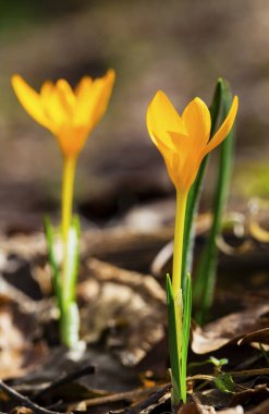 Güzel sarı Çiğdem çiçekleri portre