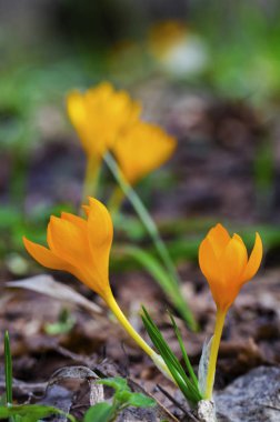 Güzel sarı Çiğdem portre