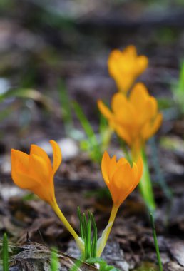 Güzel sarı Çiğdem portre