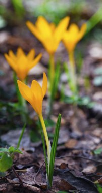 Güzel sarı Çiğdem portre