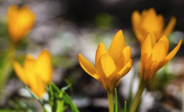 Güzel sarı Çiğdem portre