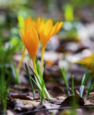 Güzel sarı Çiğdem portre