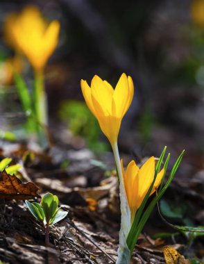 Güzel sarı Çiğdem portre