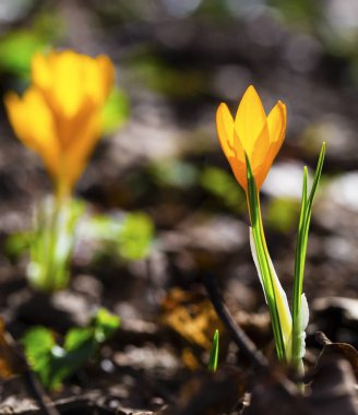 Güzel sarı Çiğdem portre