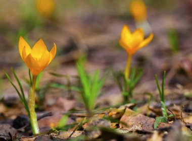 Güzel sarı Çiğdem portre