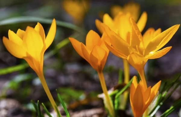 Beautiful Yellow Crocus Flowers Closeup — Stock Photo, Image