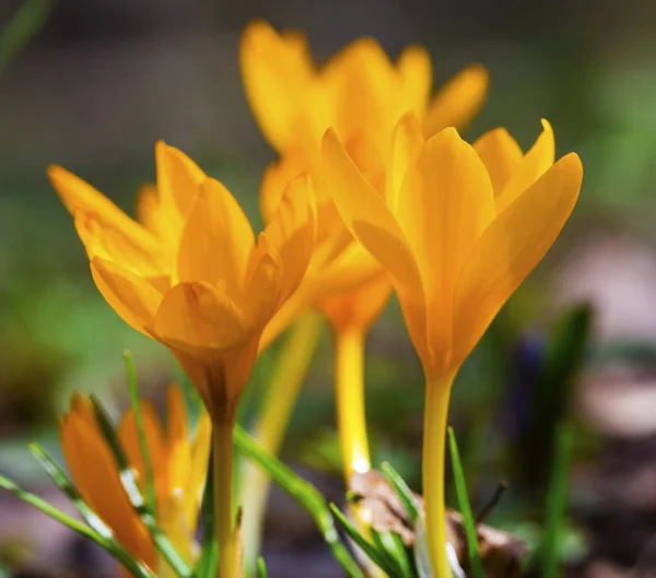 Beautiful Yellow Crocus Closeup — Stock Photo, Image