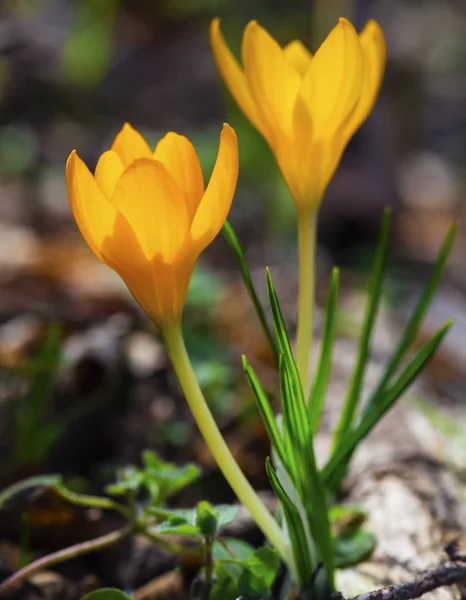 Beautiful Yellow Crocus Closeup — Stock Photo, Image