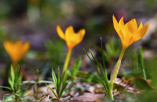 Beautiful Yellow Crocus Closeup — Stock Photo, Image