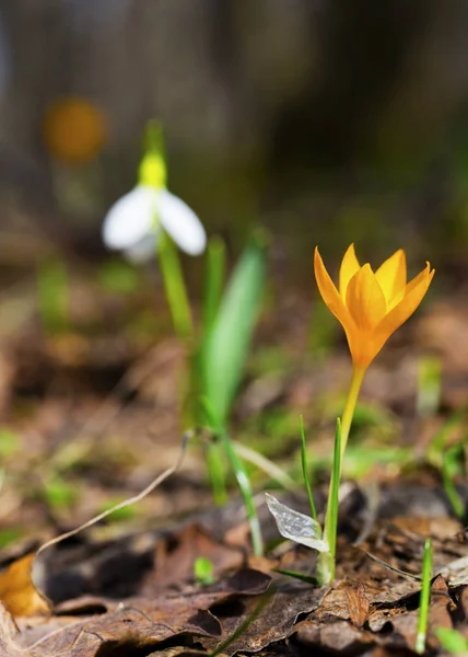 Beautiful Spring Flowers Yellow Crocus Snowdrop Closeup — Stock Photo, Image