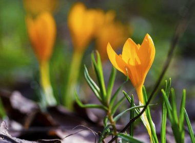 Güzel sarı Çiğdem çiçekleri portre