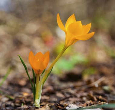 Güzel sarı Çiğdem çiçekleri portre