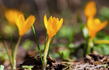 Güzel sarı Çiğdem çiçekleri portre