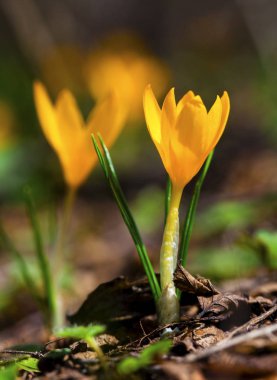 Güzel sarı Çiğdem çiçekleri portre