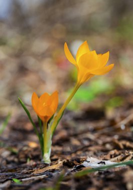 Güzel sarı Çiğdem çiçekleri portre