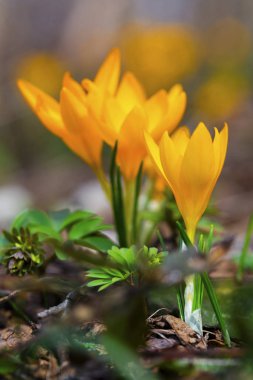 Güzel sarı Çiğdem çiçekleri portre