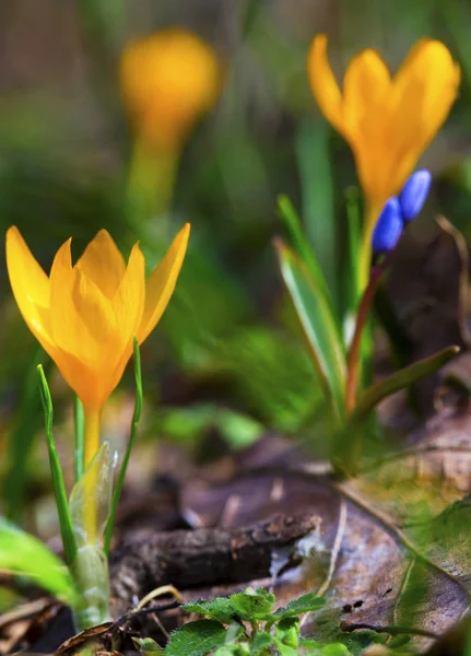 Beautiful Yellow Crocus Flowers Closeup — Stock Photo, Image