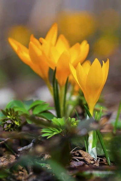 Beautiful Yellow Crocus Flowers Closeup — Stock Photo, Image