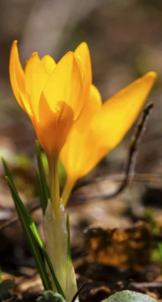 Beautiful Yellow Crocus Flowers Closeup — Stock Photo, Image