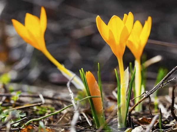 Piękne Żółte Kwiaty Krokus Zbliżenie — Zdjęcie stockowe