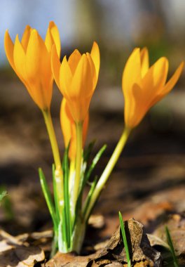 Güzel sarı Çiğdem çiçekleri portre