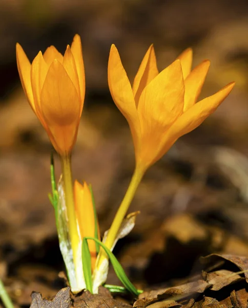 Beautiful Yellow Crocus Flowers Closeup — Stock Photo, Image