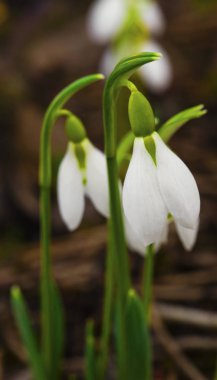 Güzel kardelen çiçek portre