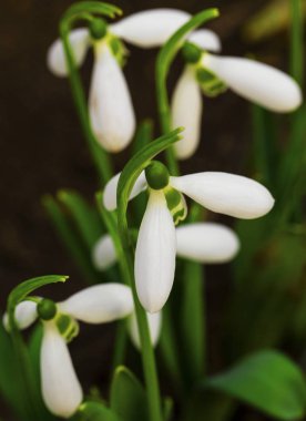 Güzel kardelen çiçek portre