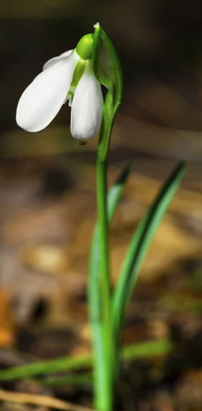 Gyönyörű Hóvirág Virág Polárszűrő — Stock Fotó