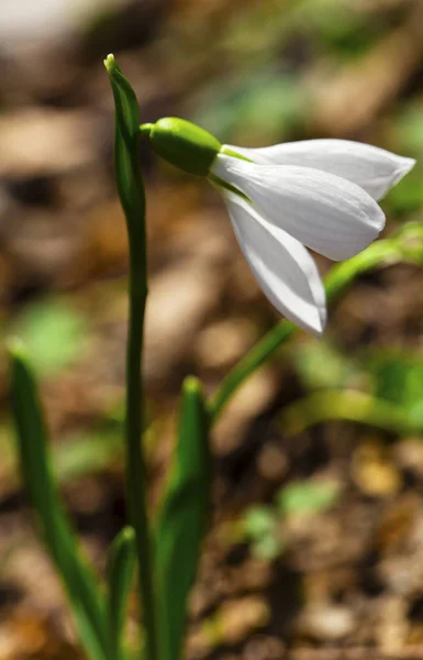 Beautiful Snowdrop Flower Closeup — Stock Photo, Image