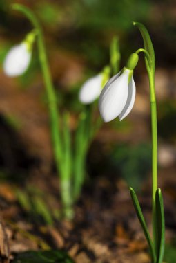 Güzel kardelen çiçek portre