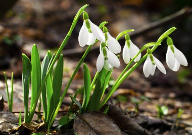 Güzel kardelen çiçek portre