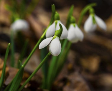Güzel kardelen çiçek portre