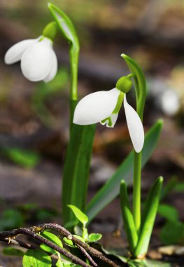 Güzel kardelen çiçek portre