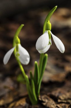 Güzel kardelen çiçek portre