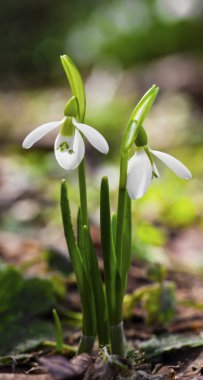 Güzel kardelen çiçek portre