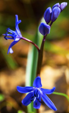 Güzel mavi squill portre