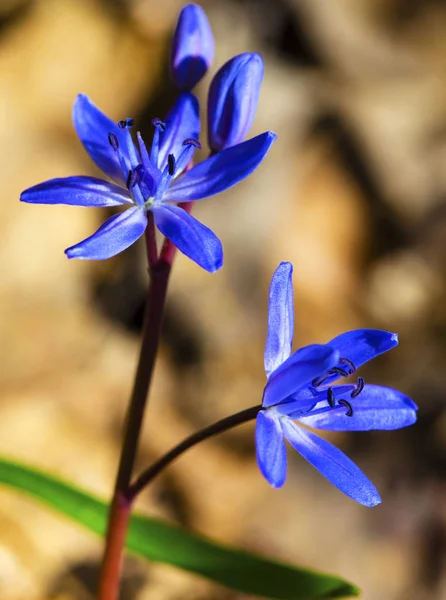 Hermoso Primer Plano Squill Azul —  Fotos de Stock