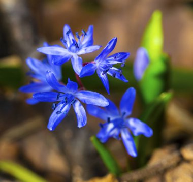 Güzel mavi squill portre