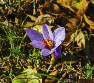 Güzel mavi Çiğdem portre